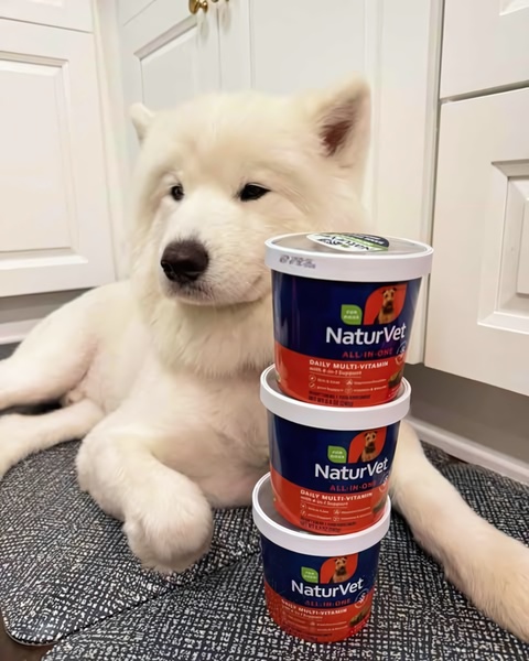 A high-quality 4:5 vertical ad featuring a fluffy Samoyed dog posing next to a three-tier stack of NaturVet multi-vitamin tubs in a clean home kitchen setting.